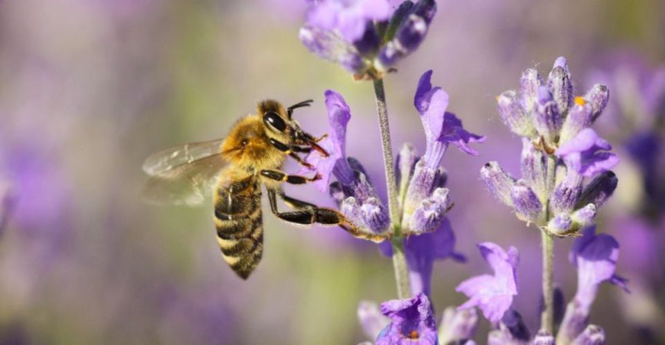 How to Attract Bees to Your Garden? 21 Flowers That Are Pollinator ...