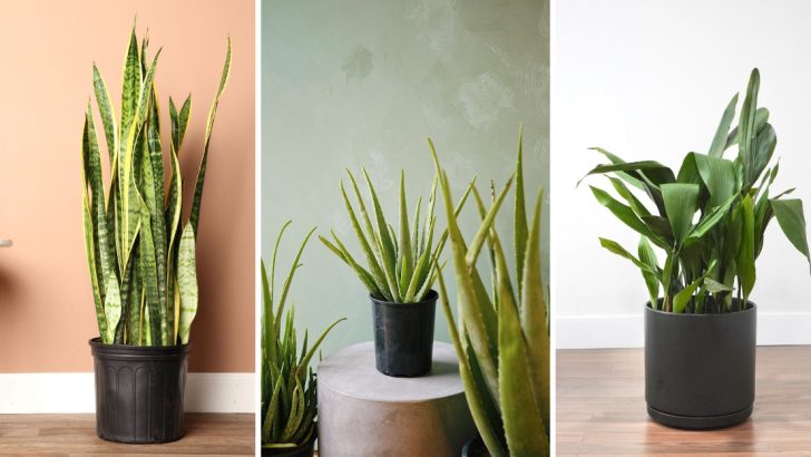 Stop Repotting! These 13 Houseplants Prefer Staying Root-Bound