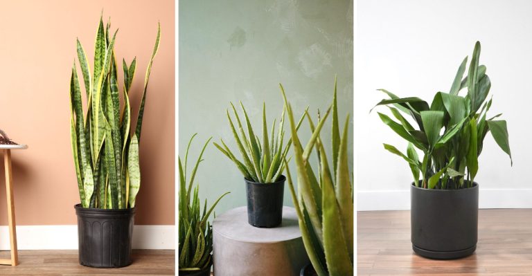 Stop Repotting! These 13 Houseplants Prefer Staying Root-Bound