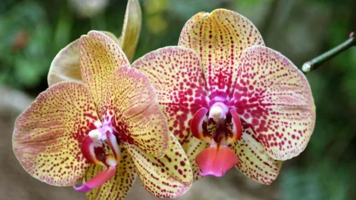 The 17 Best Low-Light Houseplants for Any Home