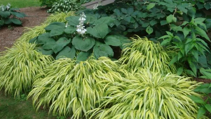 The 20 Best Border Plants to Frame Your Garden Beautifully