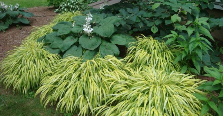 The 20 Best Border Plants to Frame Your Garden Beautifully