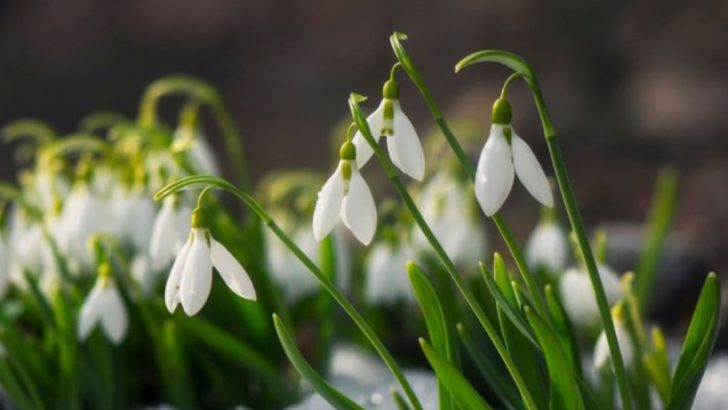 These 22 Flowers Bloom First and Signal Spring’s Arrival