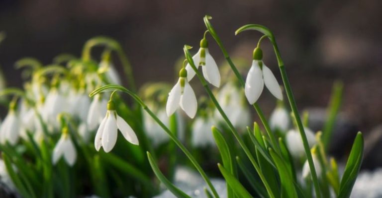 These 22 Flowers Bloom First and Signal Spring’s Arrival