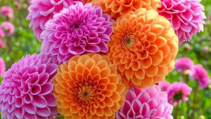 Top 25 Big Flowers for Your Garden