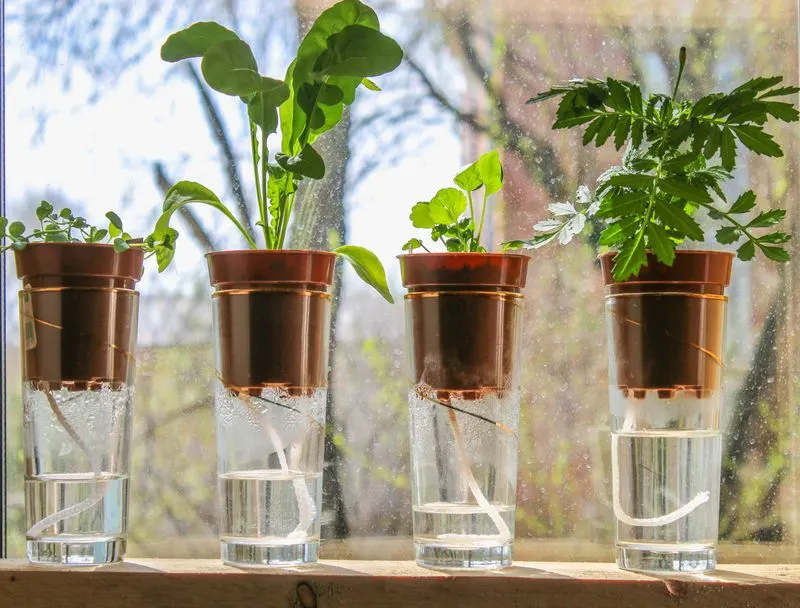 1. Self-Watering Pots