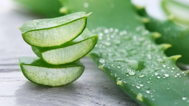 10 Ancient Healing Plants You Can Grow Right in Your Backyard