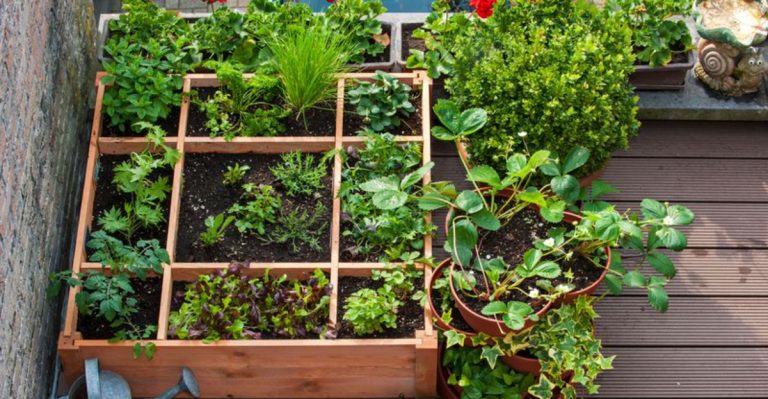 10 Easy Steps to Start Your Own Herb Garden at Balcony