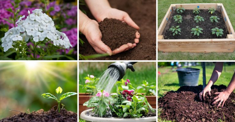 10 Expert Tips for a Gorgeous Spring Garden Filled with Phlox