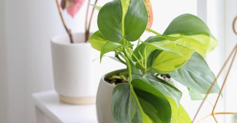 10 Plants You Can Grow Indoors to Help Purify Your Air
