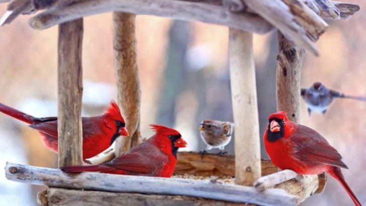 10 Proven Methods to Bring More Cardinals to Your Backyard