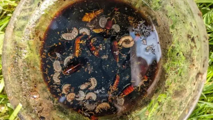 10 Proven Methods to Get Rid of Earwigs in Your Home and Garden