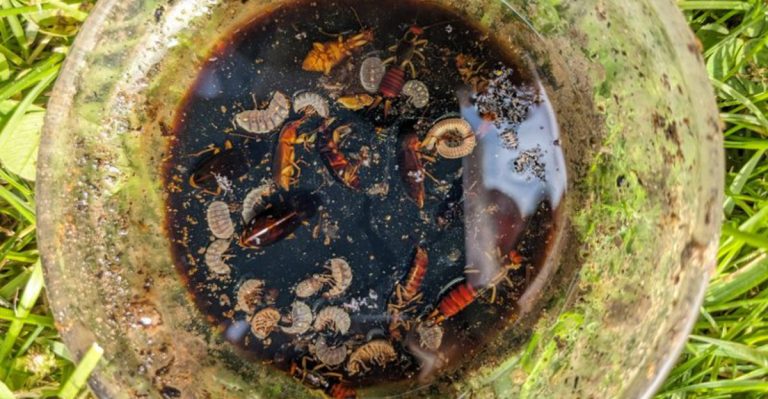 10 Proven Methods to Get Rid of Earwigs in Your Home and Garden