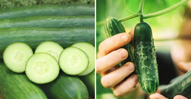 10 Reasons Why Planting Cucumbers and Peas Together Is a Garden Match Made in Heaven