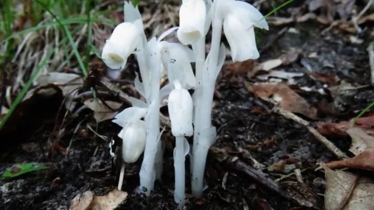 10 Unbelievable Plants That Can Survive in Complete Darkness