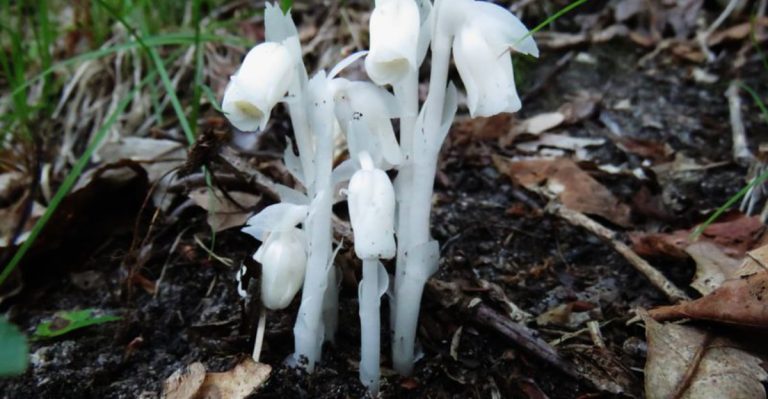 10 Unbelievable Plants That Can Survive in Complete Darkness