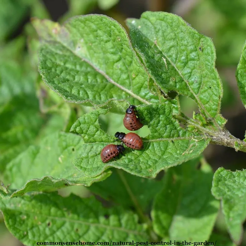 10. Control Pests Naturally