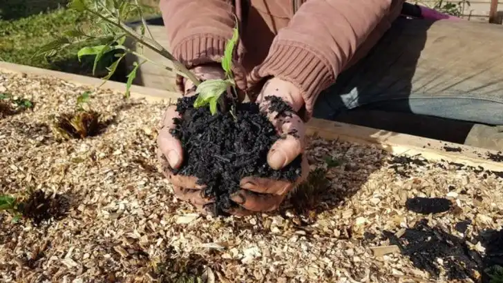 11 Ancient Gardening Techniques That Boost Soil Health Instantly