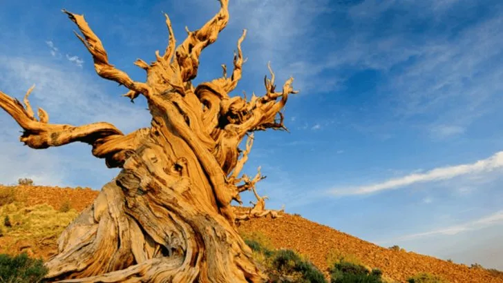 11 Ancient Trees That Have Outlived Entire Civilizations