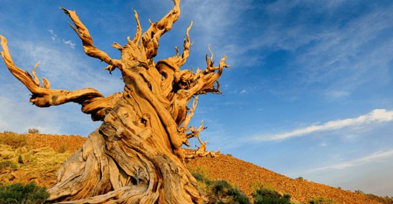 11 Ancient Trees That Have Outlived Entire Civilizations