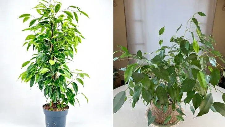 11 Common Problems with Ficus Benjamina and How to Fix Them
