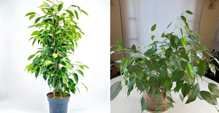 11 Common Problems with Ficus Benjamina and How to Fix Them