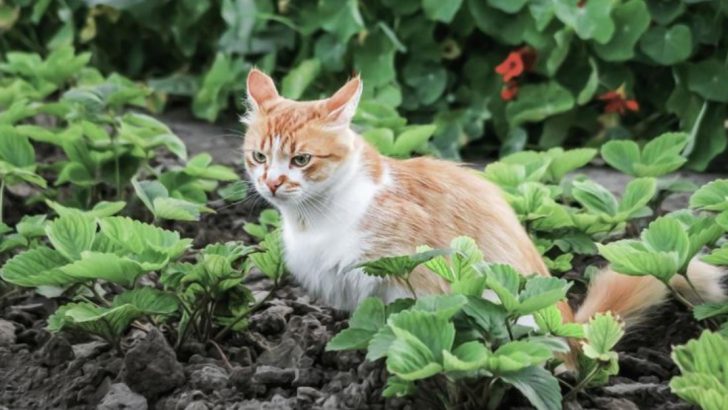 11 Easy Ways to Stop Cats from Using Your Garden as a Toilet