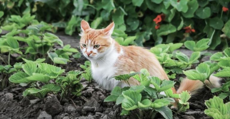 easy-ways-to-stop-cats-from-using-your-garden-as-a-toilet