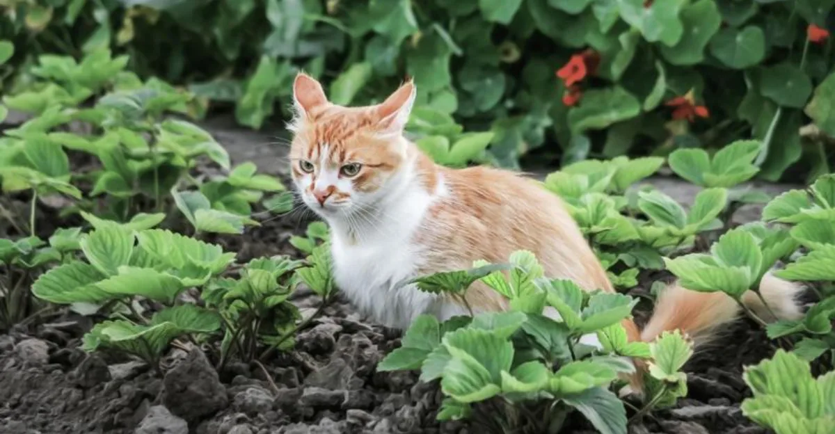 easy-ways-to-stop-cats-from-using-your-garden-as-a-toilet