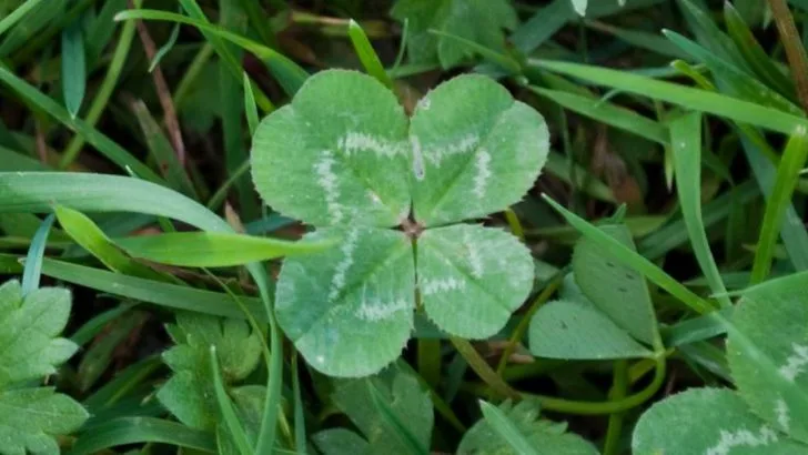 11 Flowers That Predict the Weather Better Than Your App