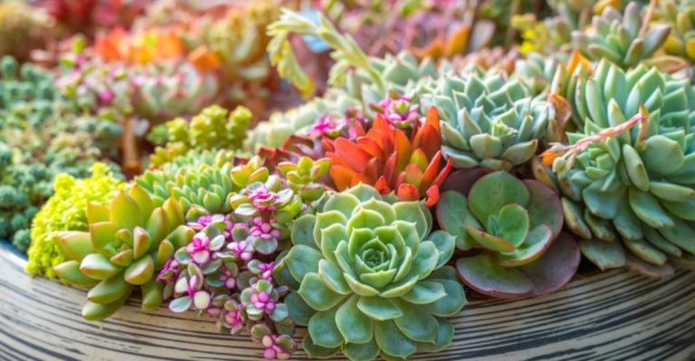 11 Hard-to-Kill Plants Perfect for First-Time Gardeners
