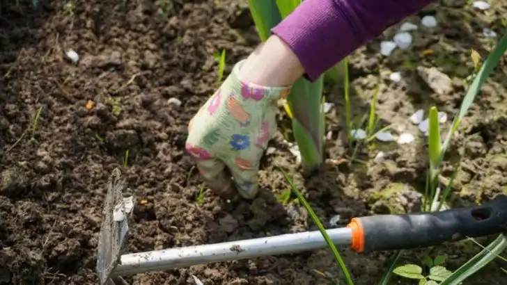 11 Natural Ways to Protect Your Plants from Pests Without Chemicals
