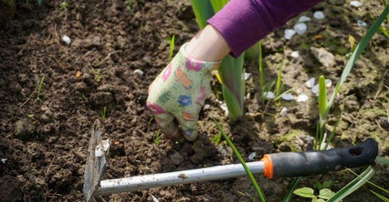 11 Natural Ways to Protect Your Plants from Pests Without Chemicals