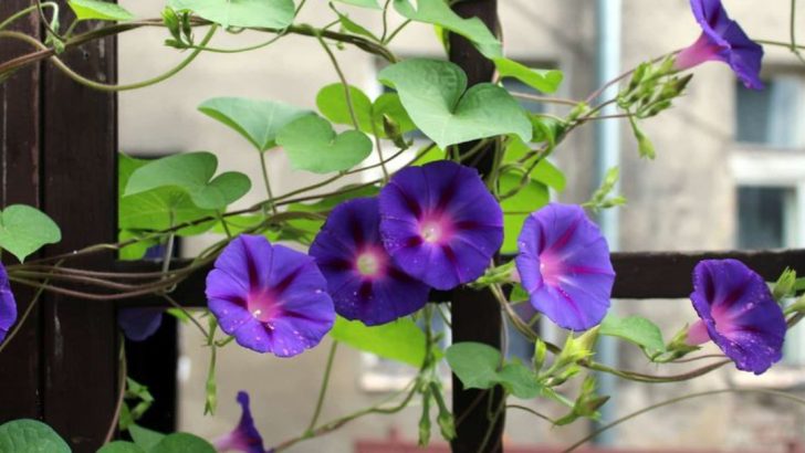 11 Reasons Bindweed Is a Nightmare Outdoors but a Winner Indoors