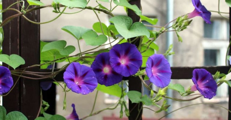 11 Reasons Bindweed Is a Nightmare Outdoors but a Winner Indoors