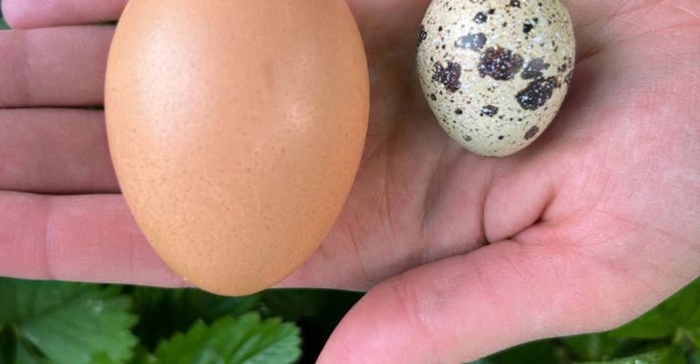 11 Reasons Quail Might Be the Perfect Alternative to Chickens