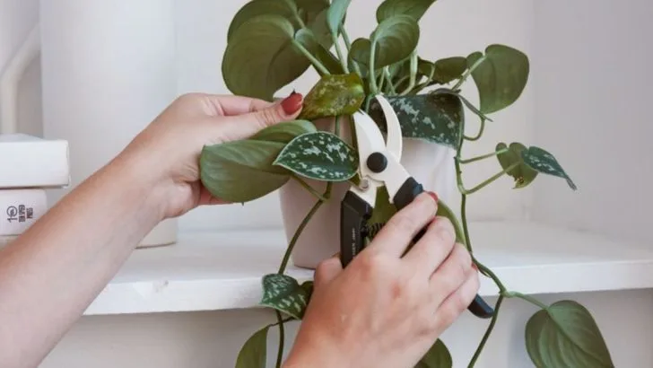 11 Signs Your Houseplant Needs Pruning and How to Do It Right