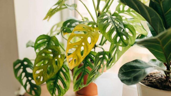 11 Signs Your Houseplants Aren’t Getting the Right Light