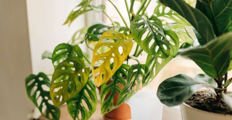 11 Signs Your Houseplants Aren’t Getting the Right Light