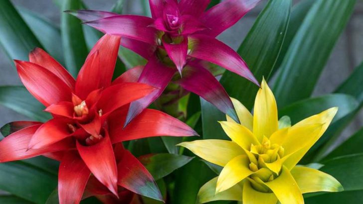 11 Ways to Help Your Bromeliads Flourish in a Spring Garden