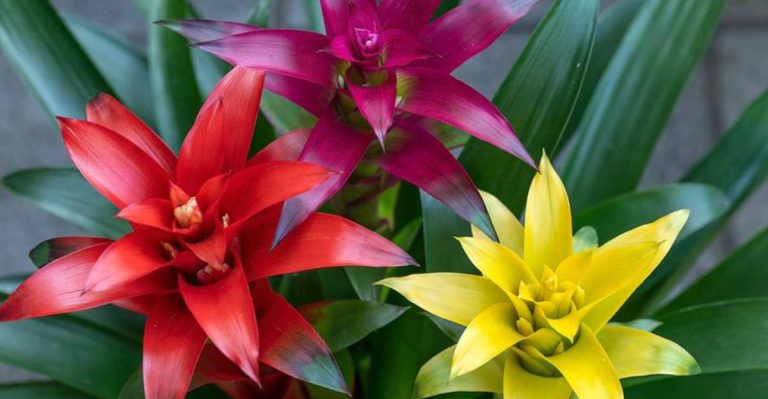 11 Ways to Help Your Bromeliads Flourish in a Spring Garden