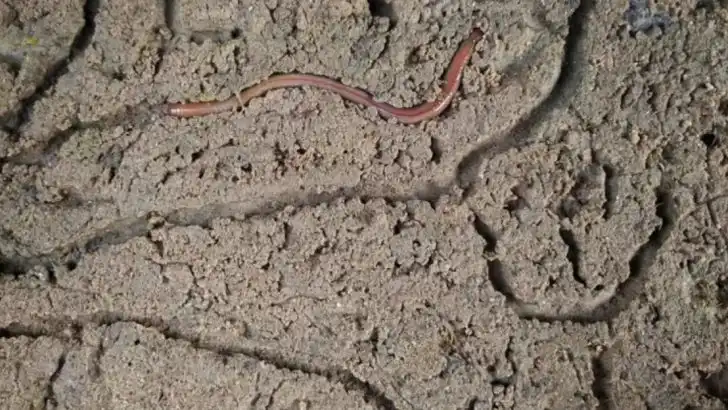 11 Ways Worms Can Help Improve Your Garden’s Soil Naturally