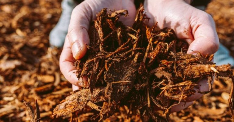 12 Clever Ways to Refresh and Reuse Old Potting Soil
