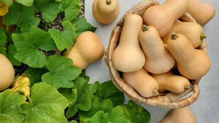 12 Common Mistakes to Avoid When Growing Butternut Squash