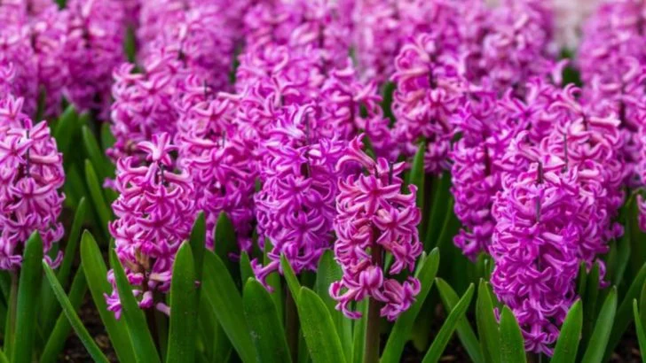12 Common Mistakes To Avoid When Planting Hyacinths In Your Garden