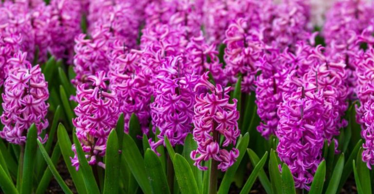12 Common Mistakes To Avoid When Planting Hyacinths In Your Garden