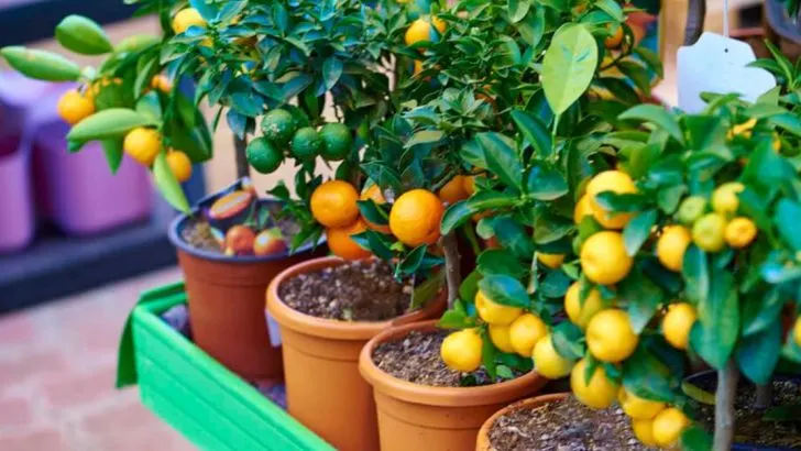 12 Easy Steps to Start Your Own Fruit Orchard in Your Backyard