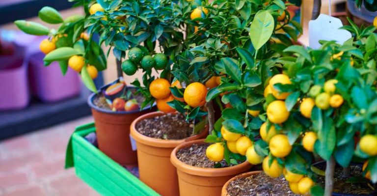 12 Easy Steps to Start Your Own Fruit Orchard in Your Backyard