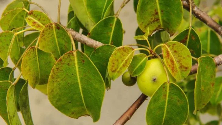 12 Facts About the Most Dangerous Tree in America—12,000x Deadlier Than a Rattlesnake