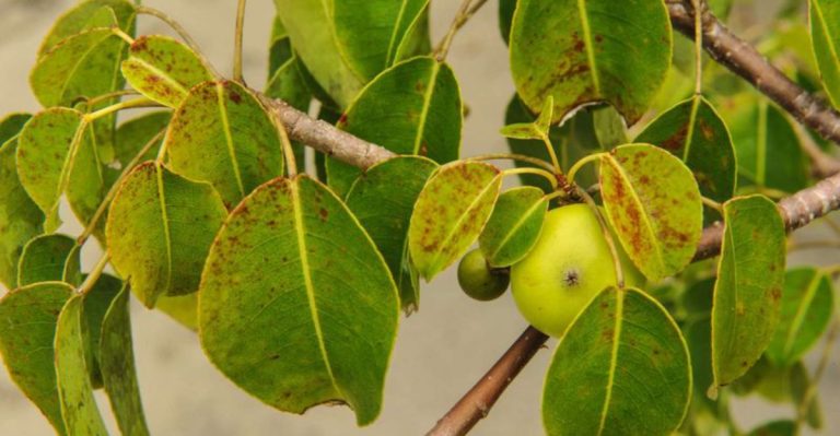 12 Facts About the Most Dangerous Tree in America—12,000x Deadlier Than a Rattlesnake